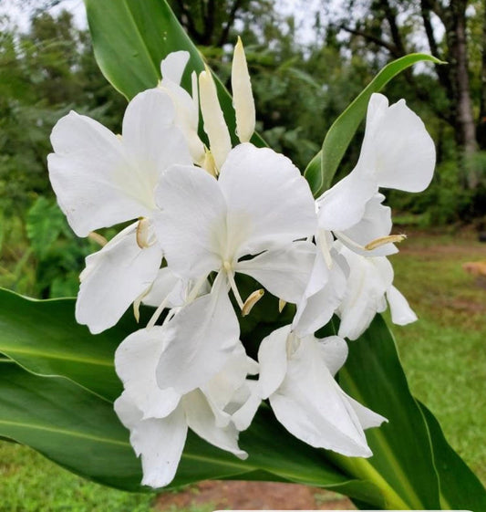 Hedychium White Butterfly Lily Fragrant Ginger rhizome.