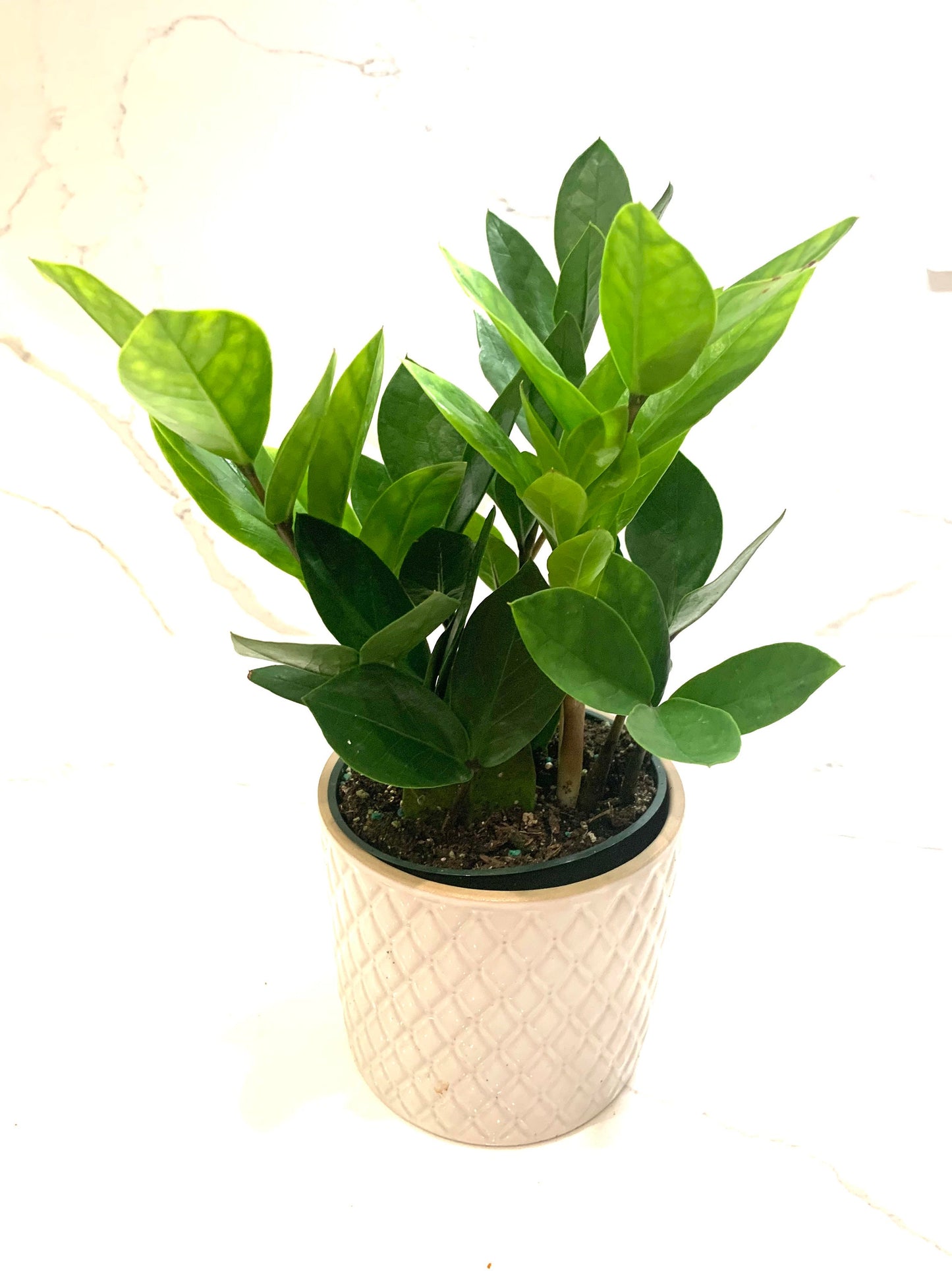 ZZ plant Zamiifolia Zamioculcas green plant in pot