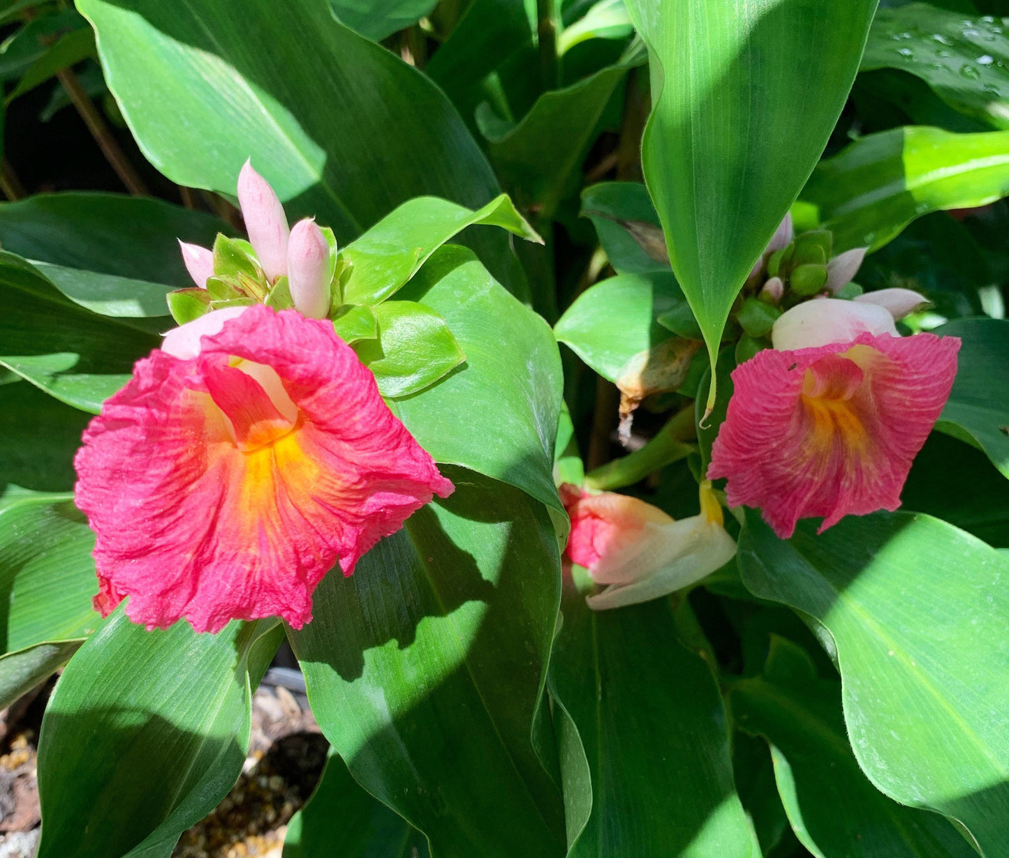 Costus African Princess Cameroon Ginger Wax plant rhizome fissiligulatus