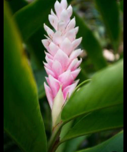 Rare Light Pink Ginger Alpinia Purpurata live starter plant in pot with soil.