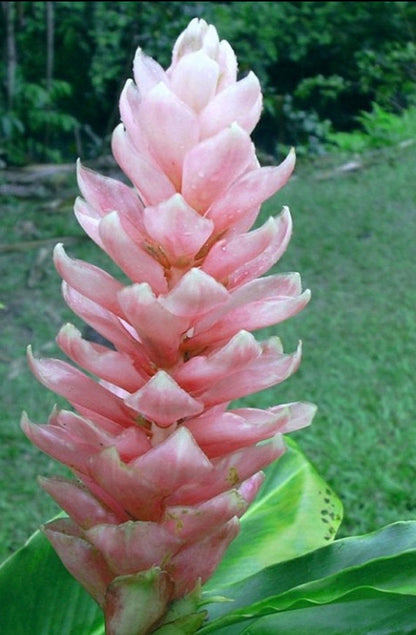 Rare Light Pink Ginger Alpinia Purpurata live starter plant in pot with soil.