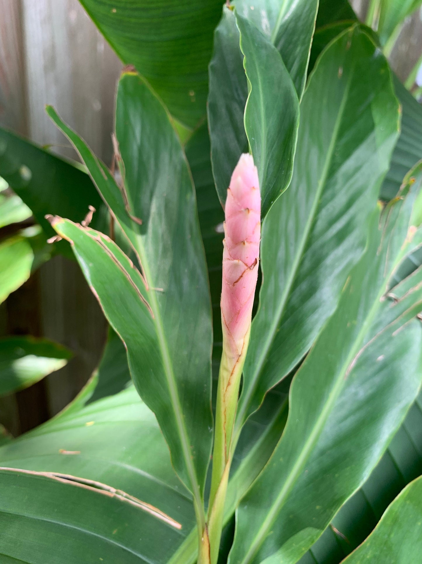 Rare Light Pink Ginger Alpinia Purpurata live starter plant in pot with soil.