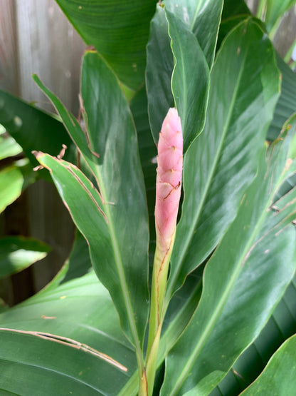 Rare Light Pink Ginger Alpinia Purpurata live starter plant in pot with soil.