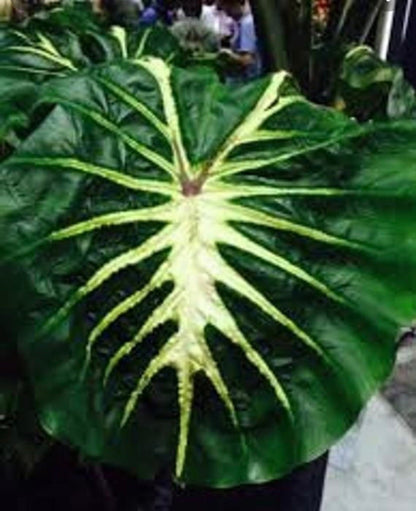 Colocasia White Lava Esculenta Elephant Er young starter plant live in pot