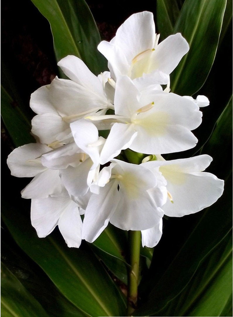 Hedychium White Butterfly Lily Fragrant Ginger rhizome.