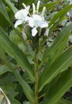 Hedychium White Butterfly Lily Fragrant Ginger rhizome.