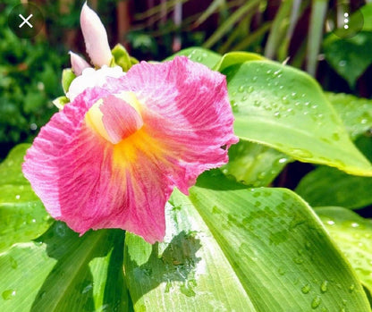 Costus African Princess Cameroon Ginger Wax plant rhizome fissiligulatus