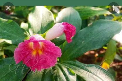 Costus African Princess Cameroon Ginger Wax plant rhizome fissiligulatus