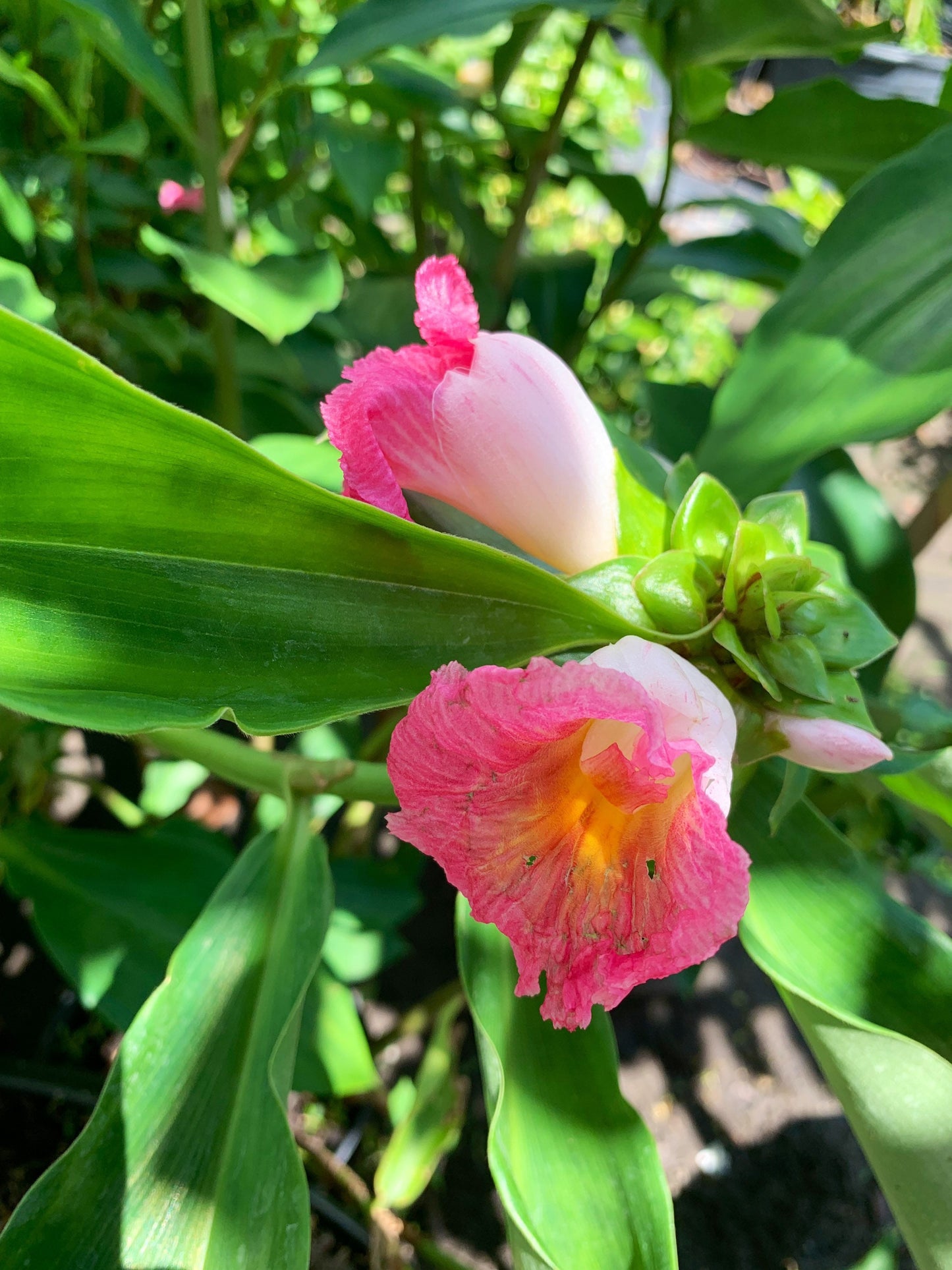 Costus African Princess Cameroon Ginger Wax plant rhizome fissiligulatus