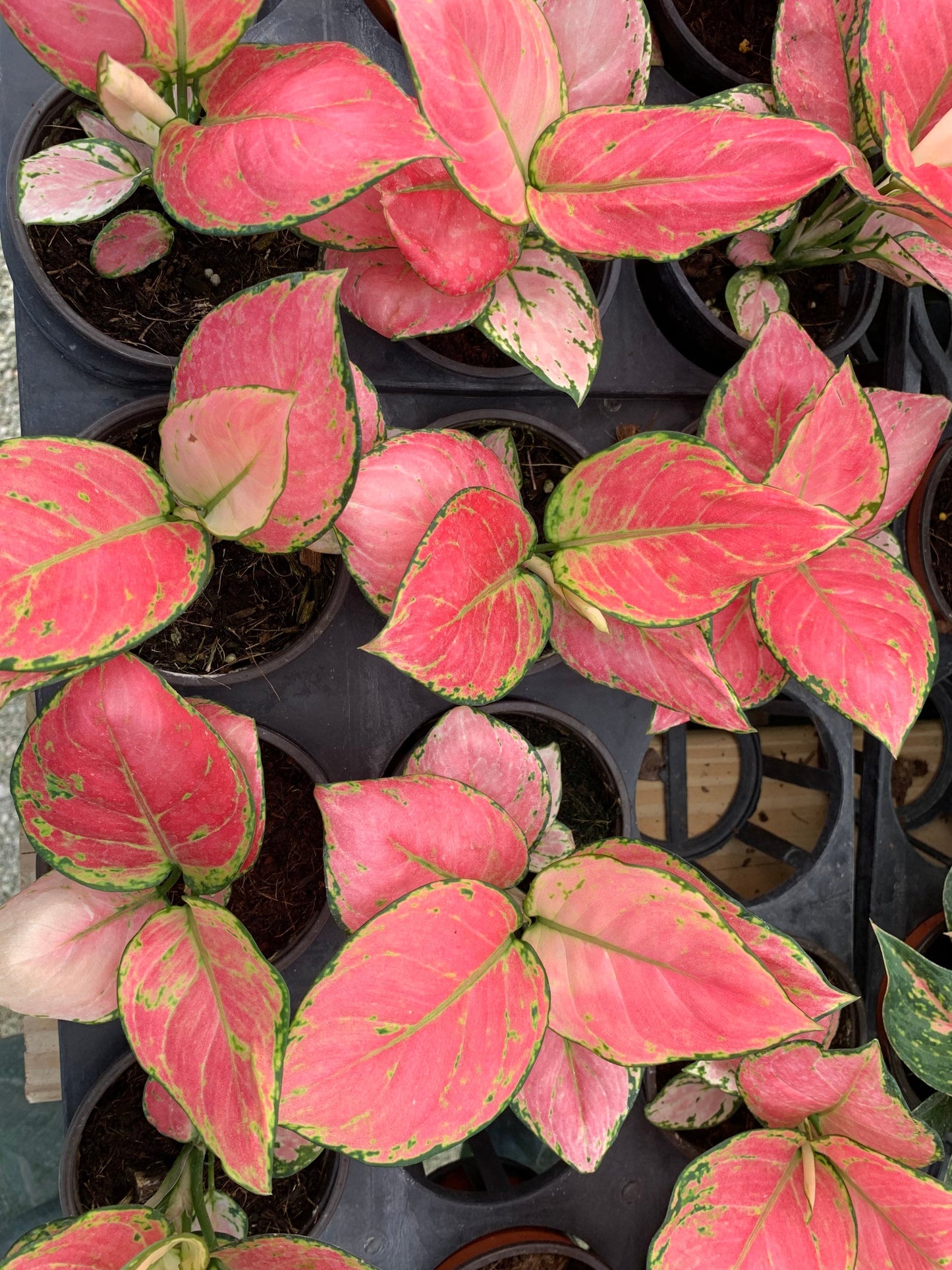 Aglaonema Lucky Red Pink and Full pink Passion Chinese Evergreen plant