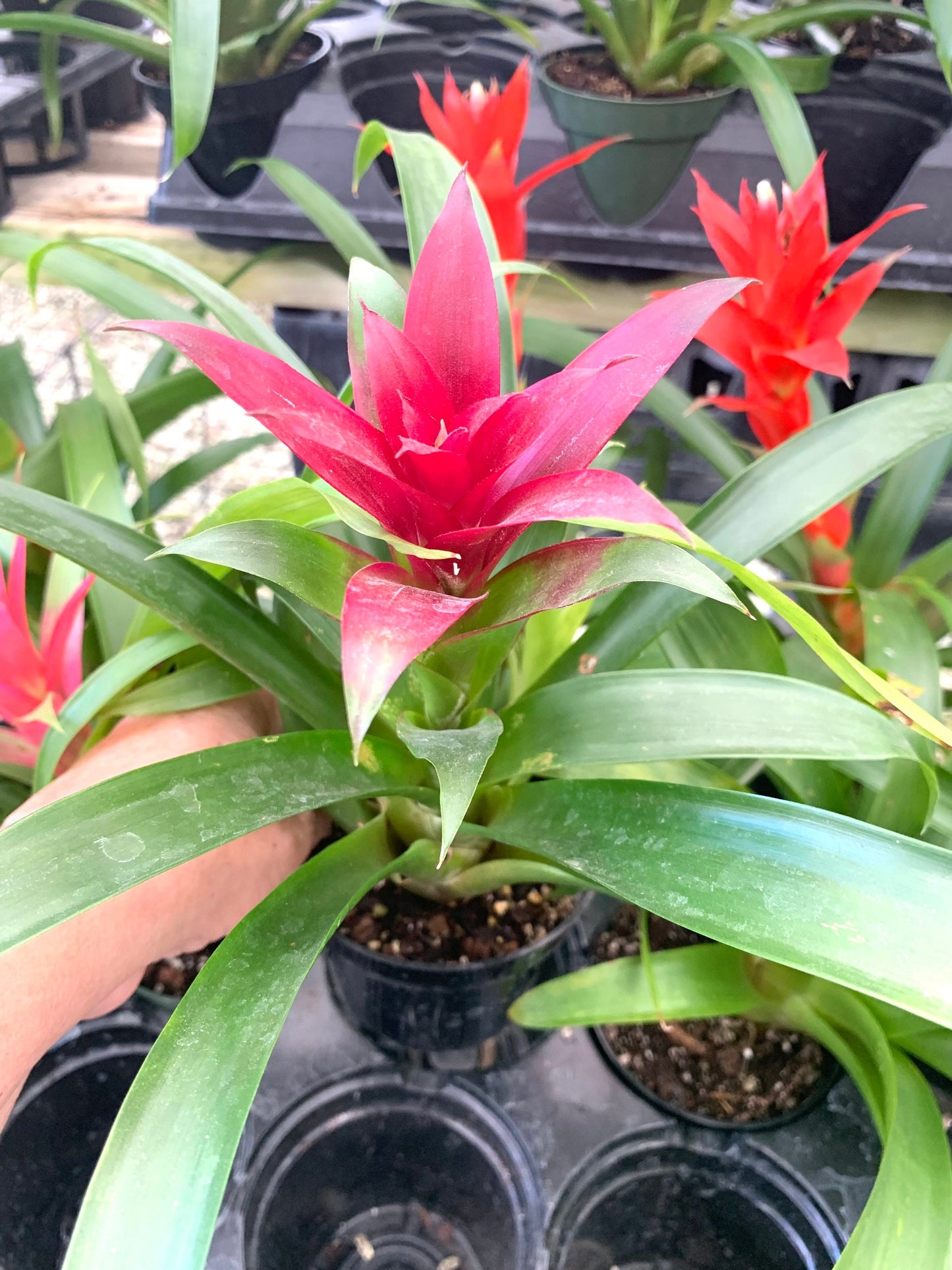 Bromeliad multi color 4” pots 8”+ in height and width. Please specify which color from photo you desire as it ONE bromeliad you receive.