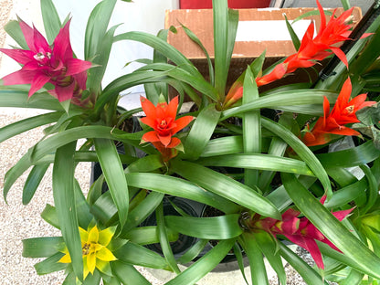 Bromeliad multi color 4” pots 8”+ in height and width. Please specify which color from photo you desire as it ONE bromeliad you receive.