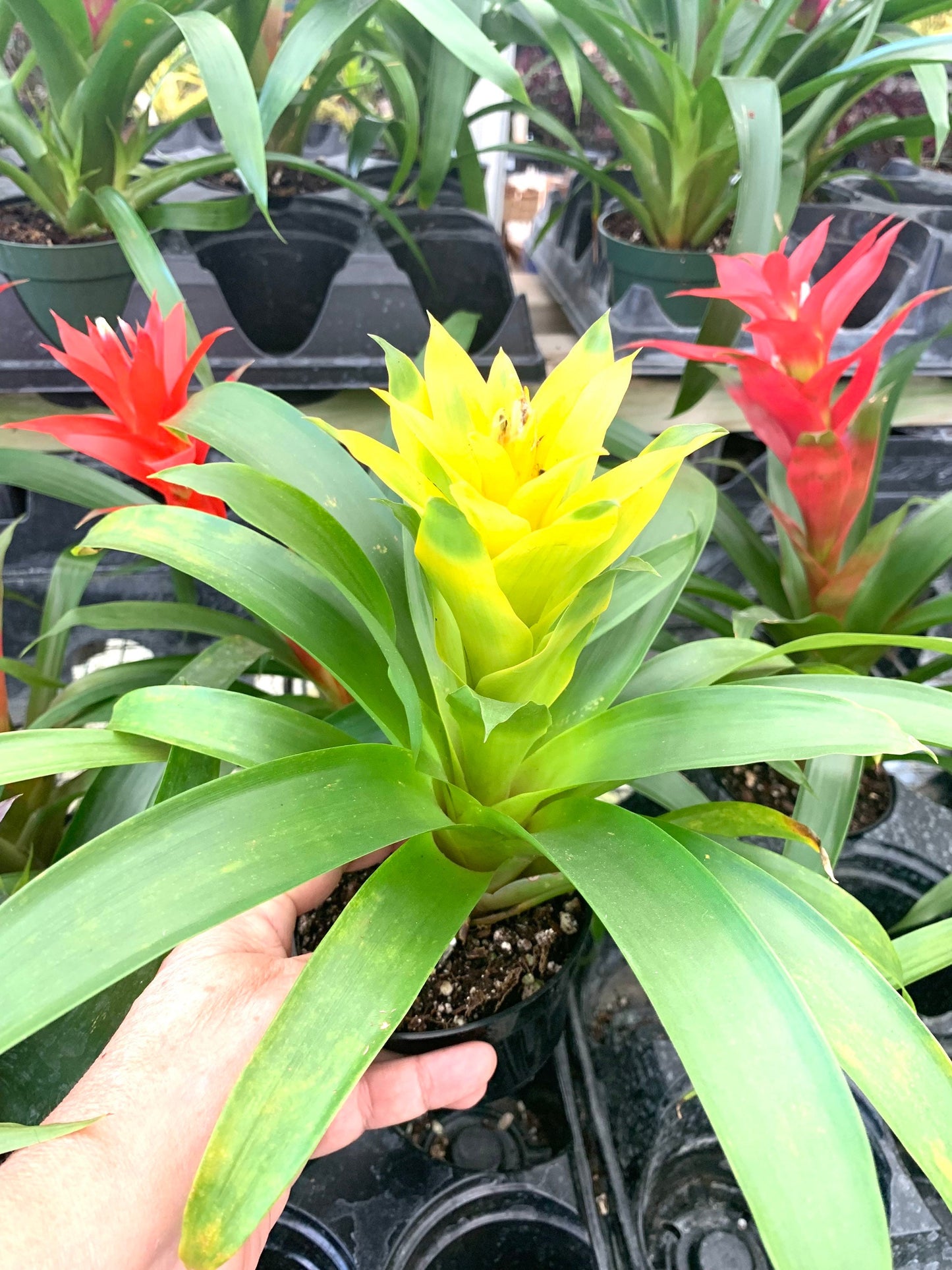 Bromeliad multi color 4” pots 8”+ in height and width. Please specify which color from photo you desire as it ONE bromeliad you receive.