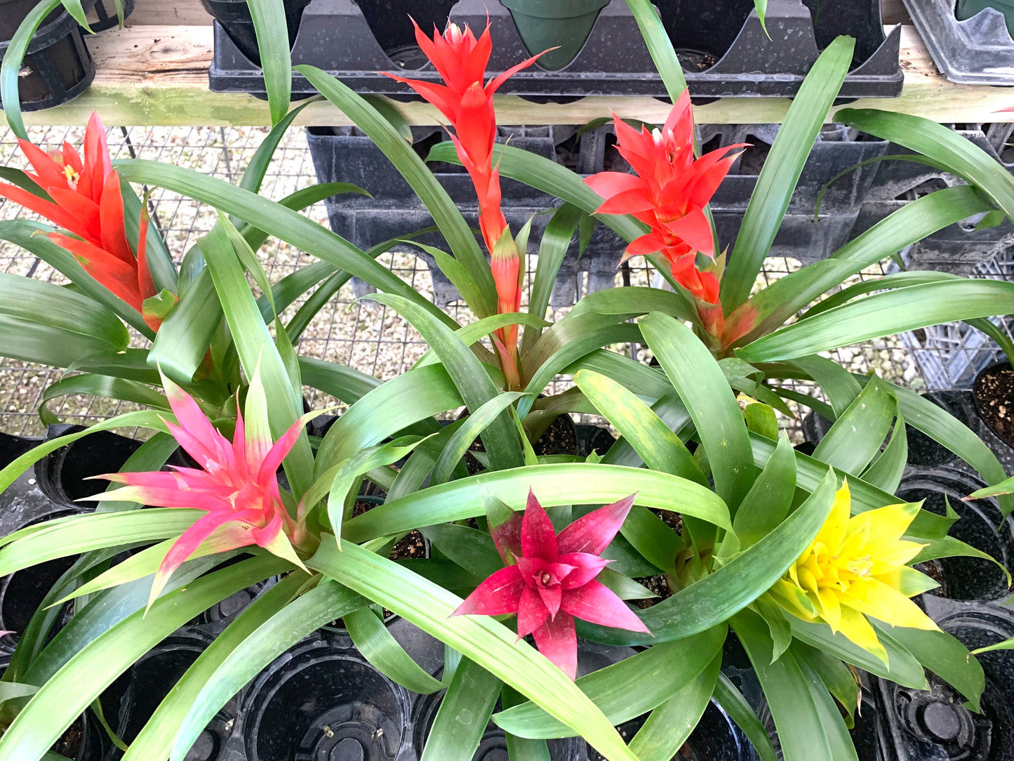 Bromeliad multi color 4” pots 8”+ in height and width. Please specify which color from photo you desire as it ONE bromeliad you receive.