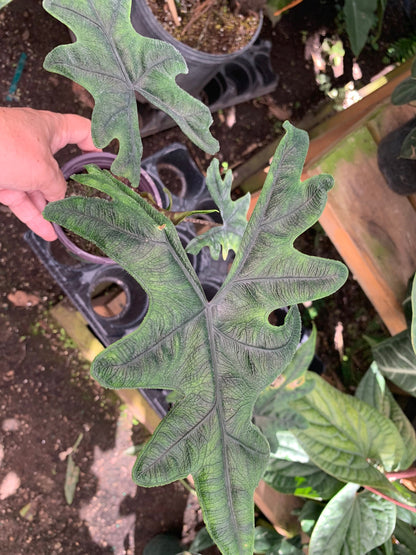 Alocasia Jacklyn Jackie Fuzzy leaf very rare plant in pot USA seller