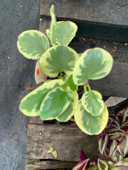 Peperomia Golden Obtusifolia Variegated starter plant.