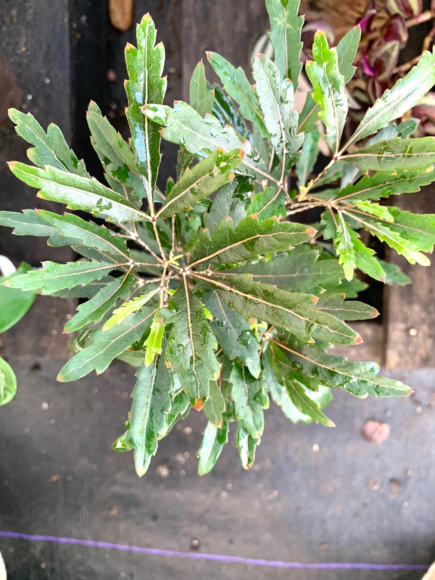 Galaxy False Aralia Black Pleranda Elgantissima plant in 4” pot