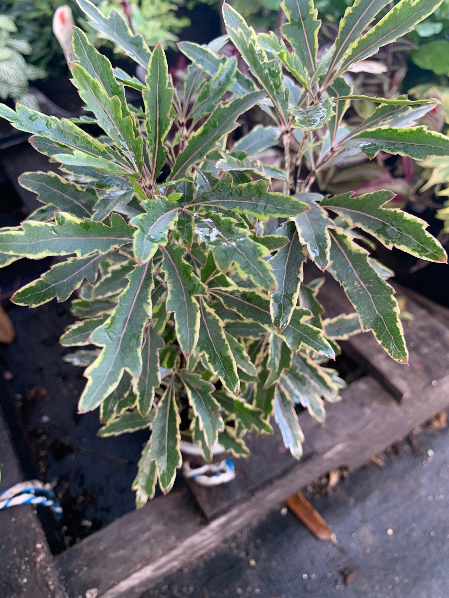 Gold Crest Golden False Aralia Variegated plant in 4” pot