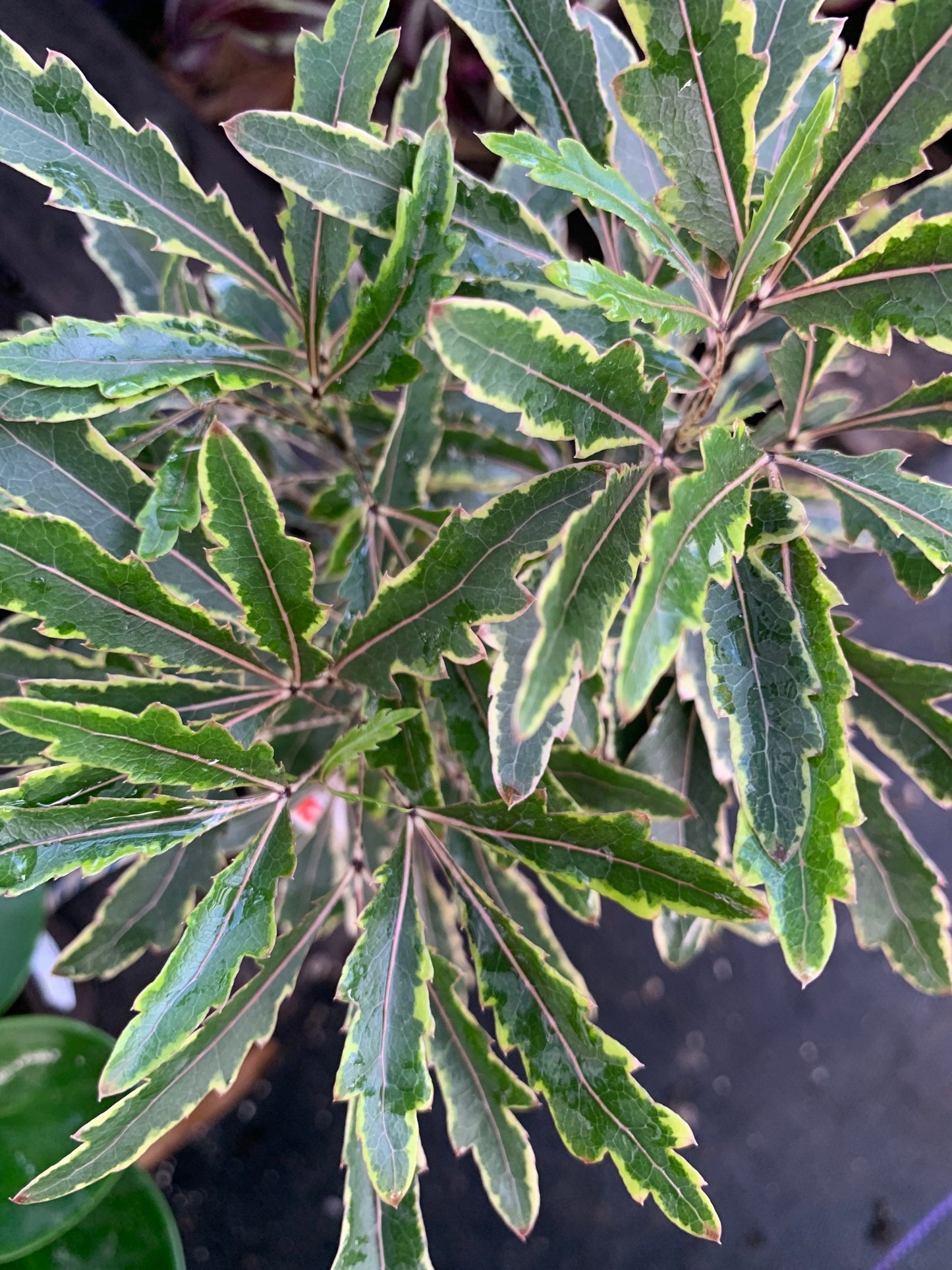 Gold Crest Golden False Aralia Variegated plant in 4” pot