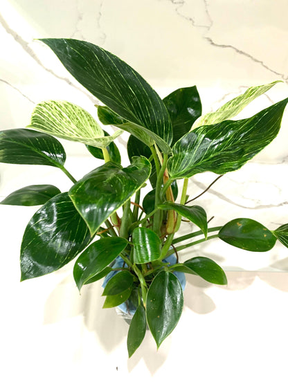 Philodendron Birkin plant 4” pot houseplant