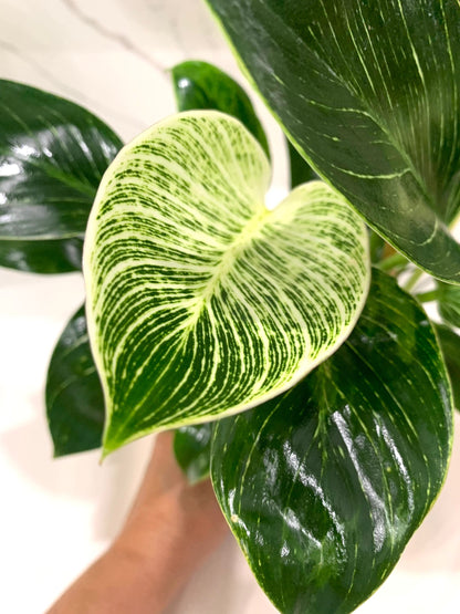 Philodendron Birkin plant 4” pot houseplant