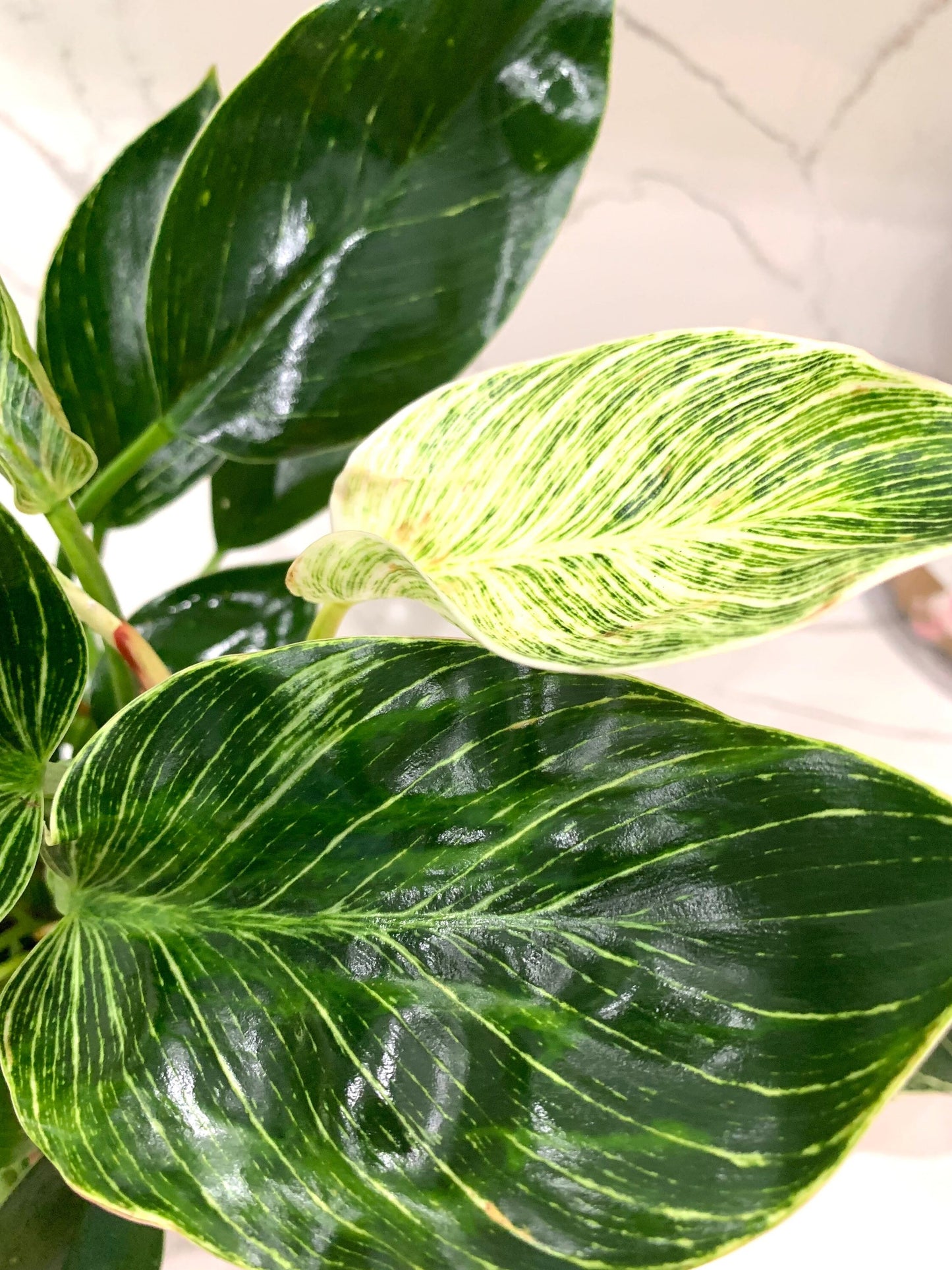 Philodendron Birkin plant 4” pot houseplant