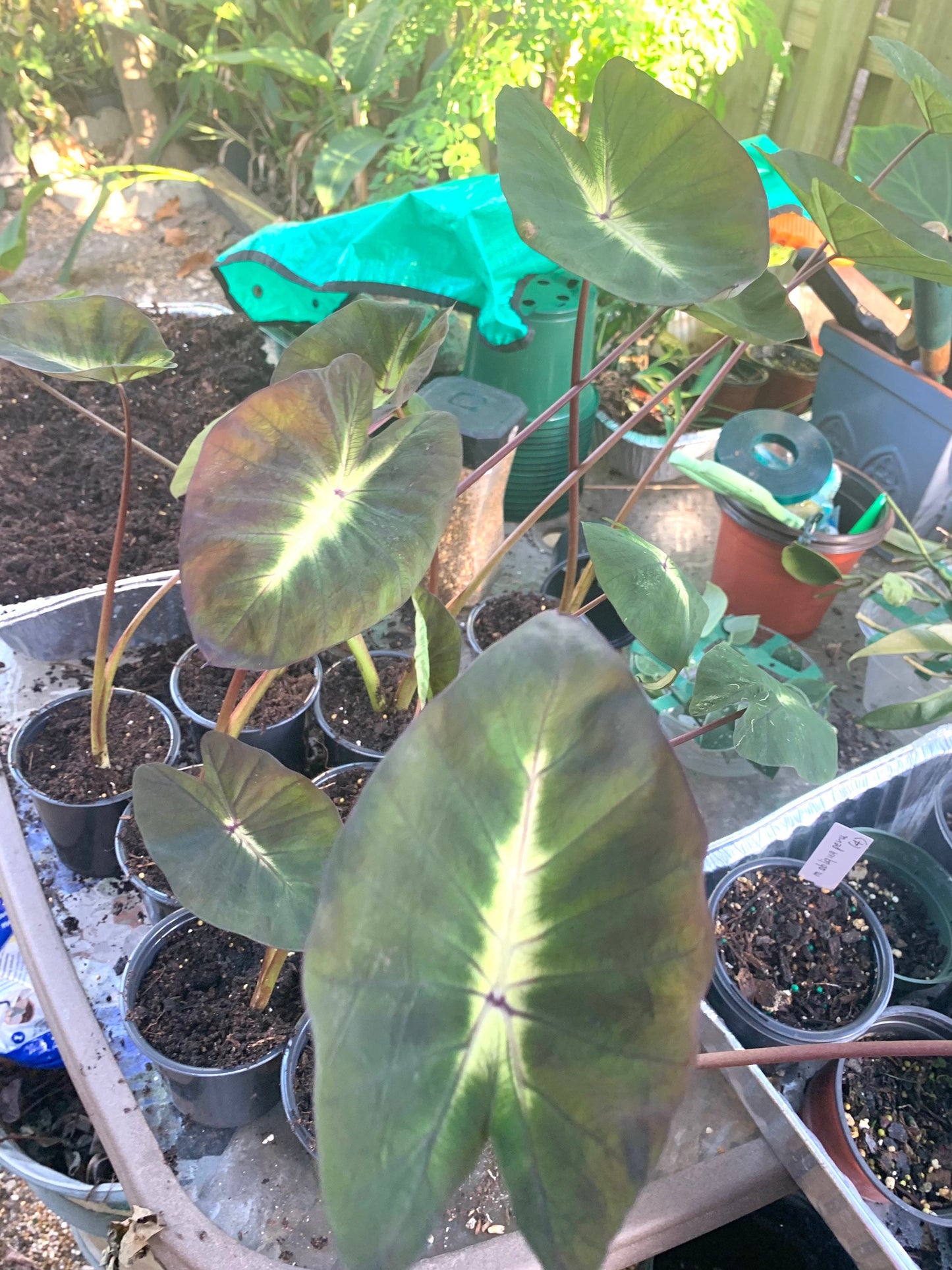 Colocasia Esculenta Tropical Storm young plants in 4” pot