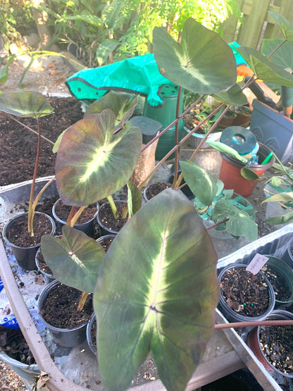 Colocasia Esculenta Tropical Storm young plants in 4” pot