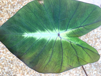 Colocasia Esculenta Tropical Storm young plants in 4” pot