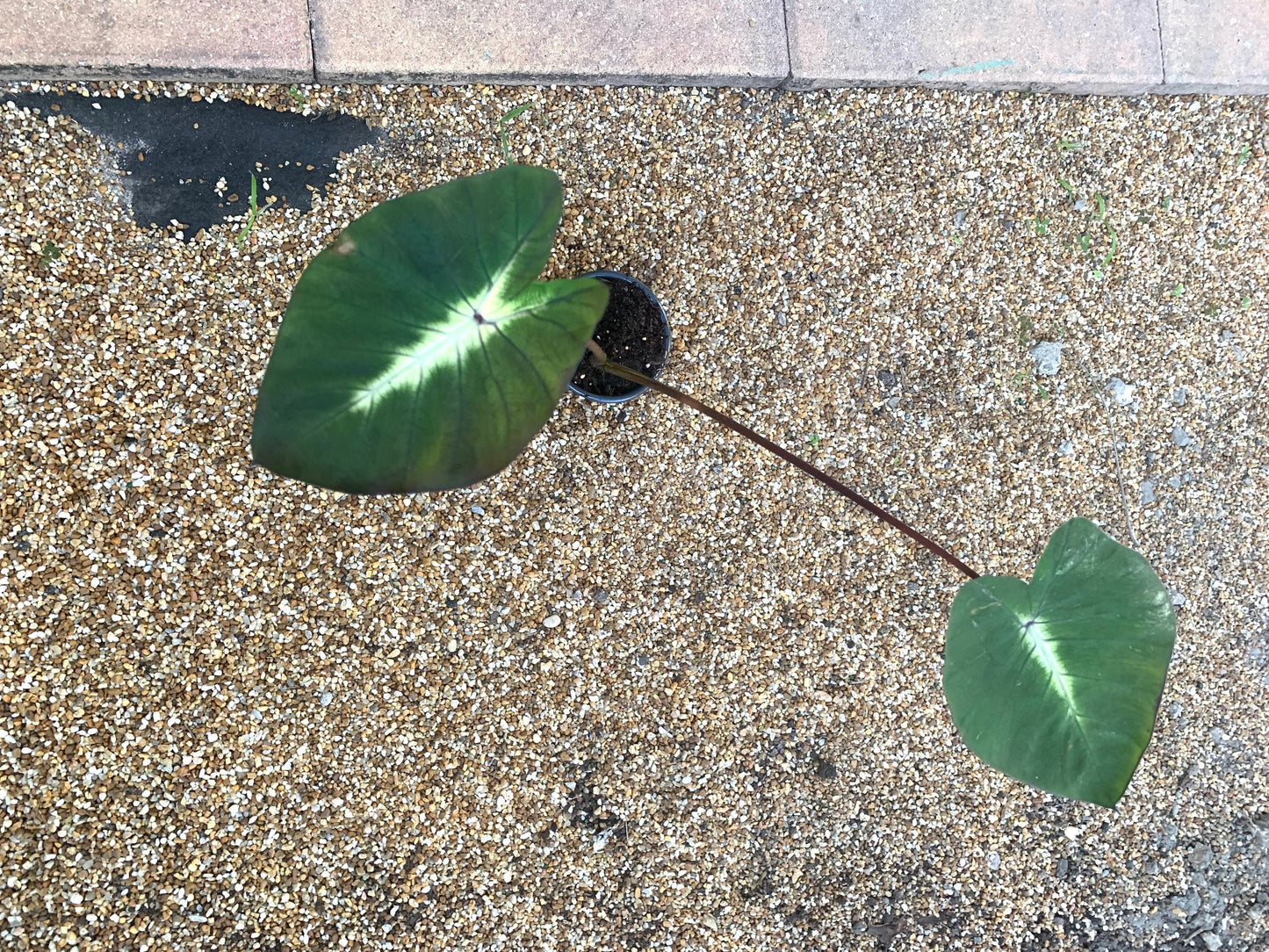 Colocasia Esculenta Tropical Storm young plants in 4” pot