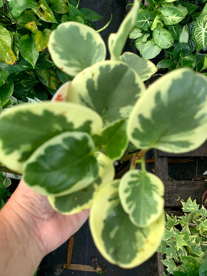 Peperomia Golden Obtusifolia Variegated starter plant.