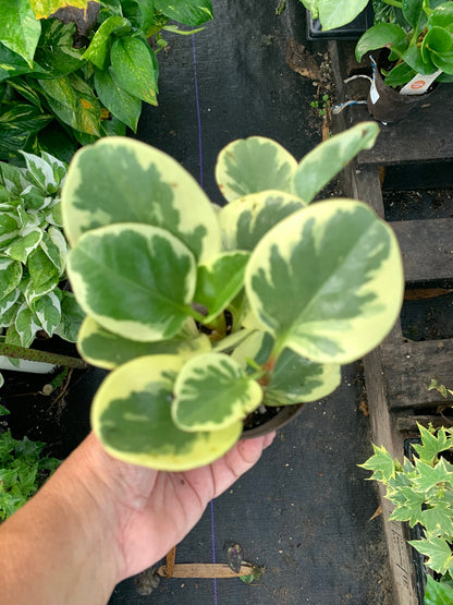 Peperomia Golden Obtusifolia Variegated starter plant.