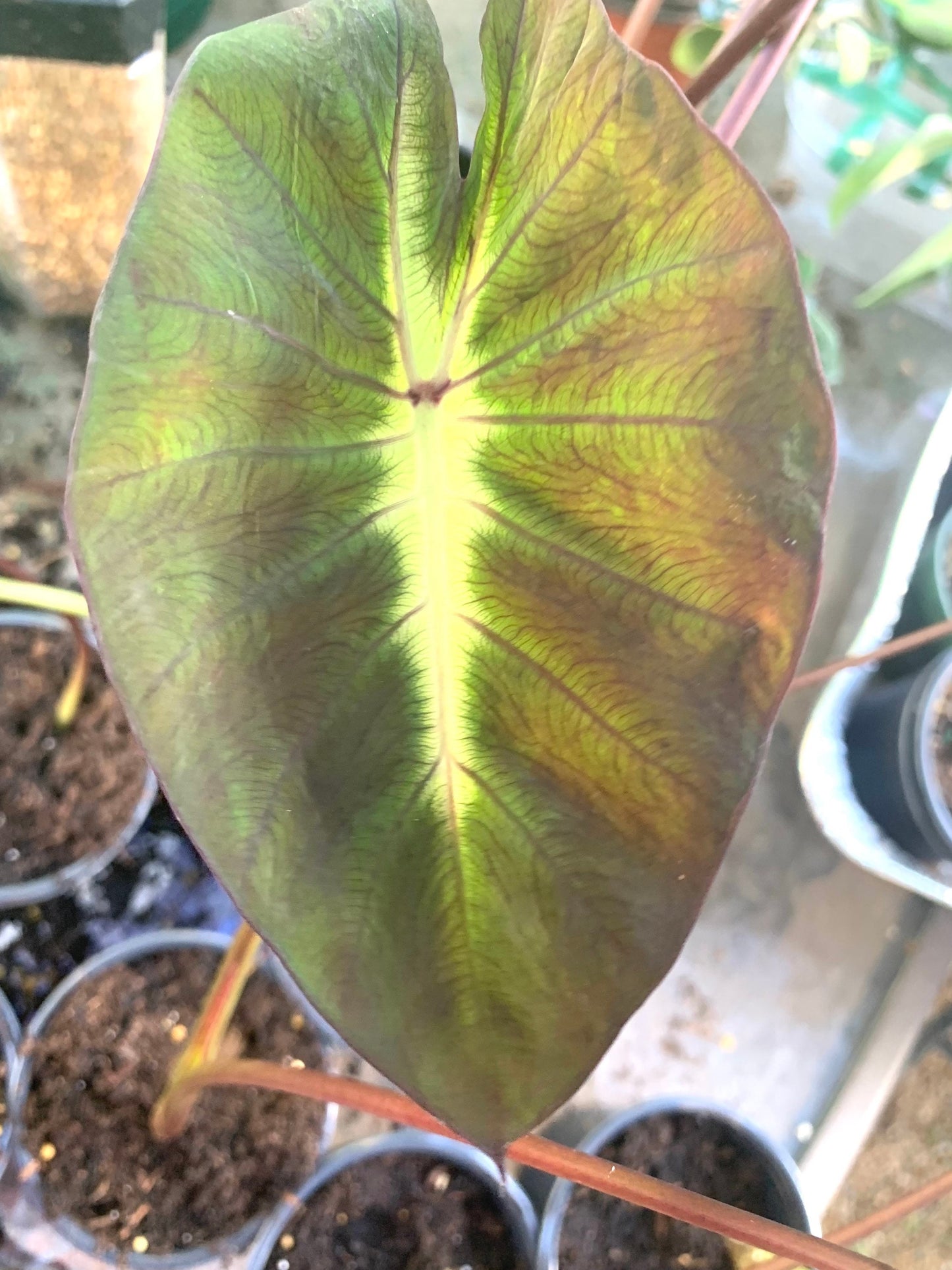 Colocasia Esculenta Tropical Storm young plants in 4” pot