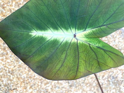 Colocasia Esculenta Tropical Storm young plants in 4” pot