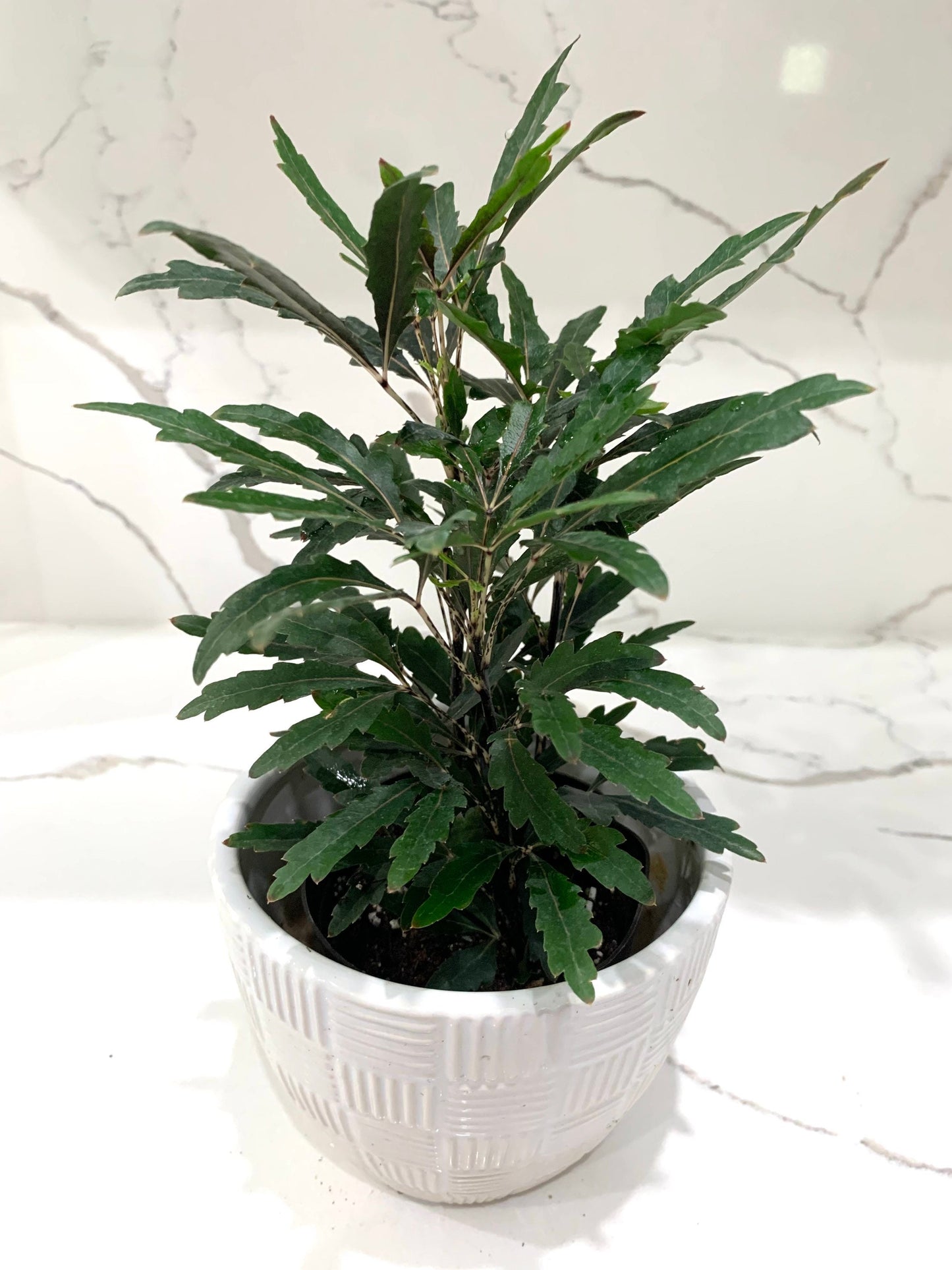 Galaxy False Aralia Black Pleranda Elgantissima plant in 4” pot