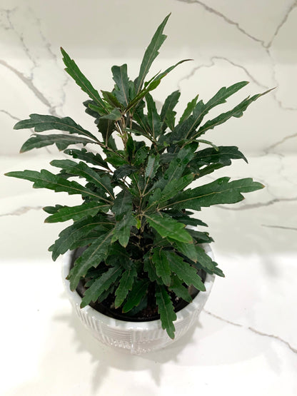 Galaxy False Aralia Black Pleranda Elgantissima plant in 4” pot