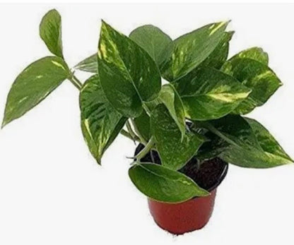 Pothos Golden