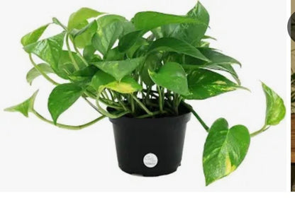 Pothos Golden