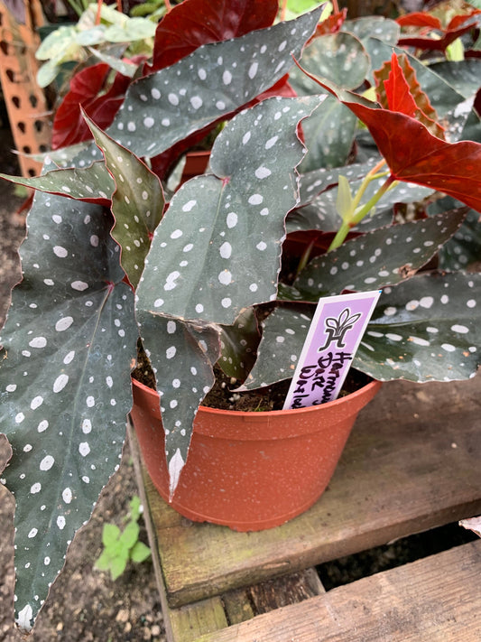 Harmony Dark Warlock Begonia 6” pot Rare and Exotic