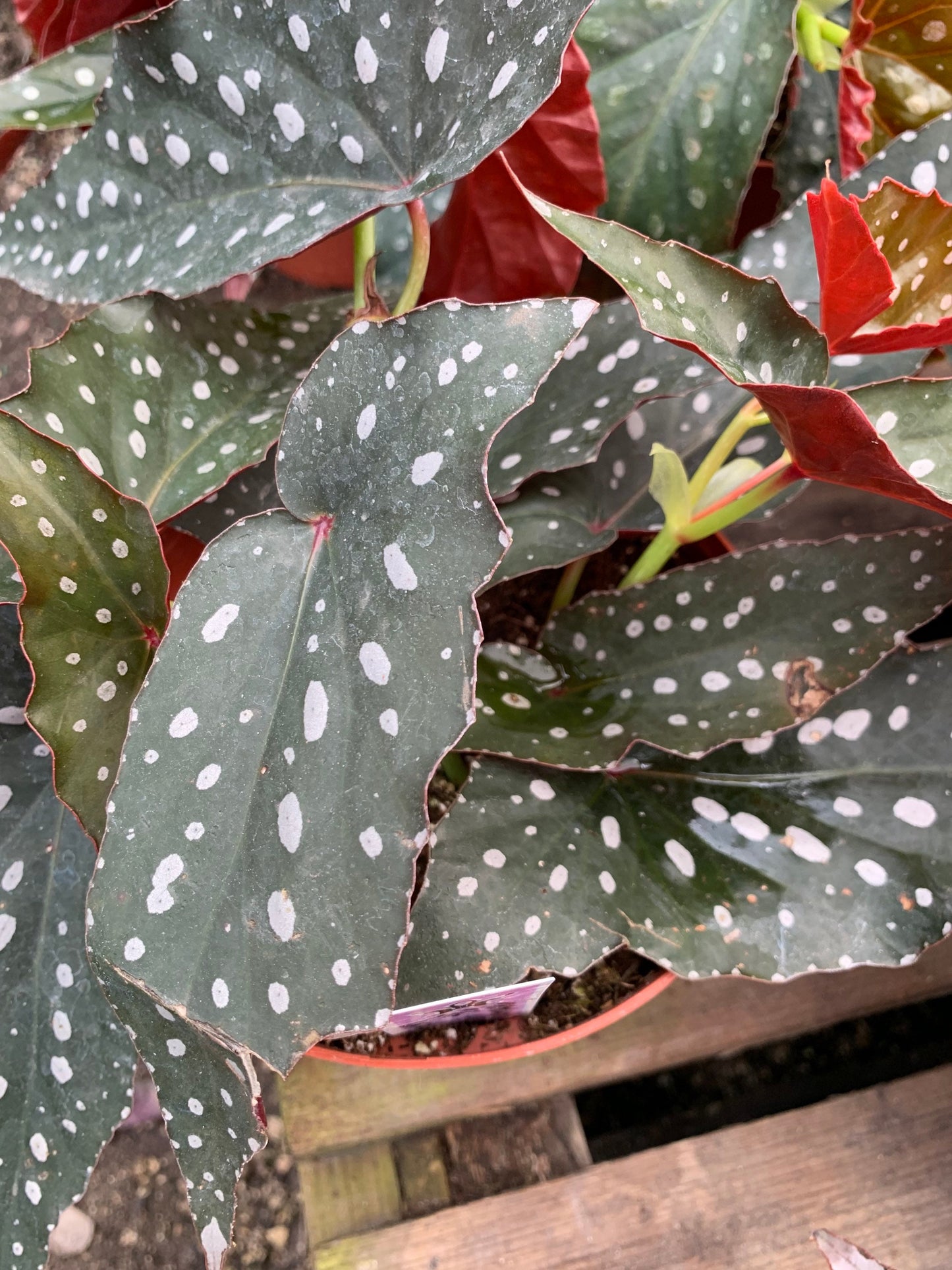 Harmony Dark Warlock Begonia 6” pot Rare and Exotic