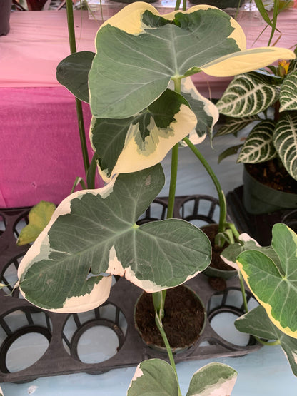 Alocasia Mickey Mouse Xanthosoma Albo Marginata Elephant Ear variegated RARE Taro starter