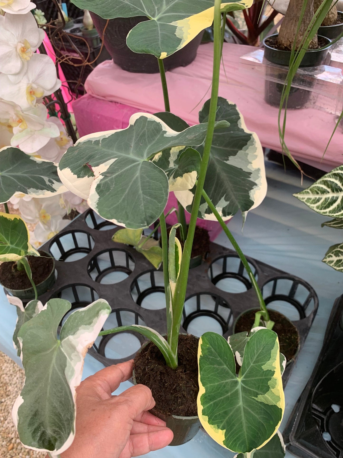 Alocasia Mickey Mouse Xanthosoma Albo Marginata Elephant Ear variegated RARE Taro starter