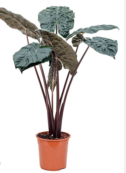 Alocasia Metallica Sarawakensis Yucatan Princess Elephant Ear starter plant in 4” pot