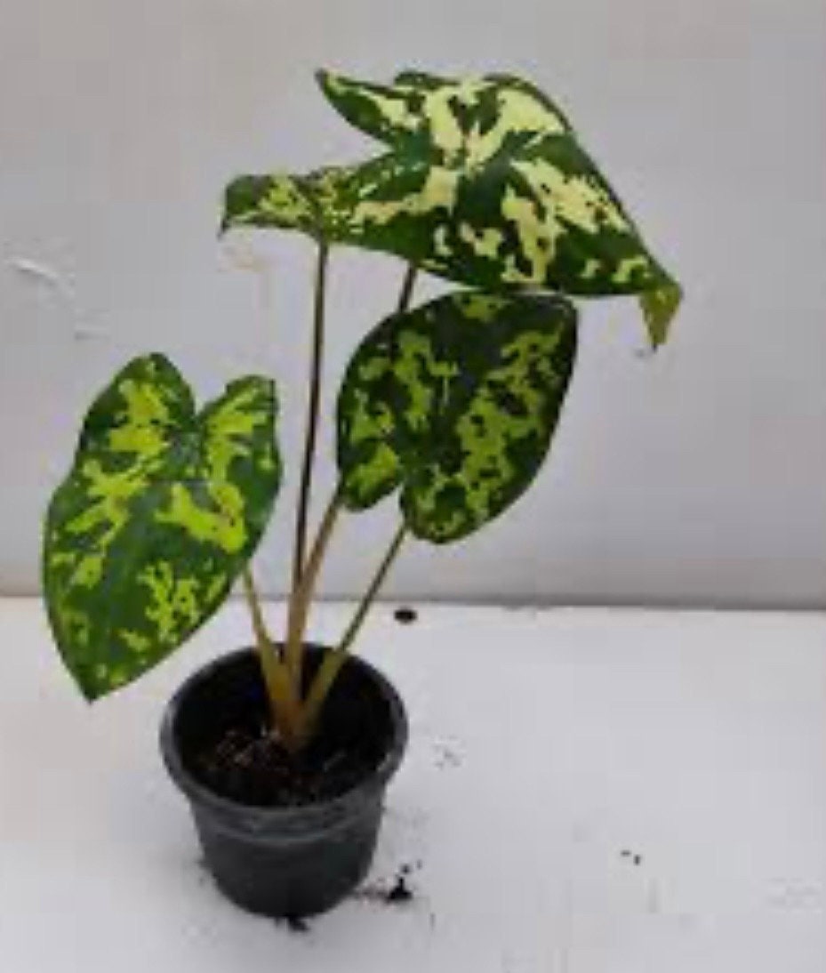 Alocasia Hilo Beauty starter plant in pot.