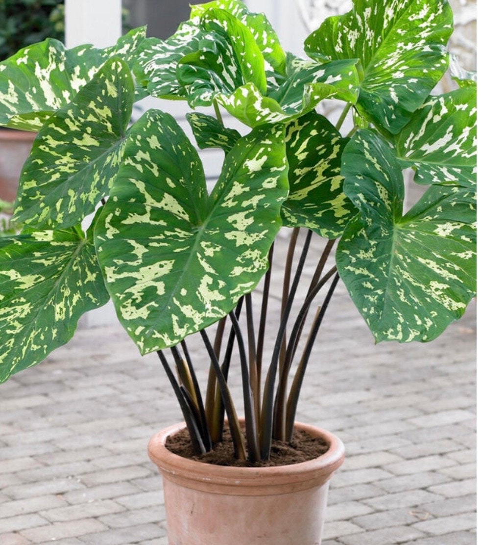 Alocasia Hilo Beauty starter plant in pot.