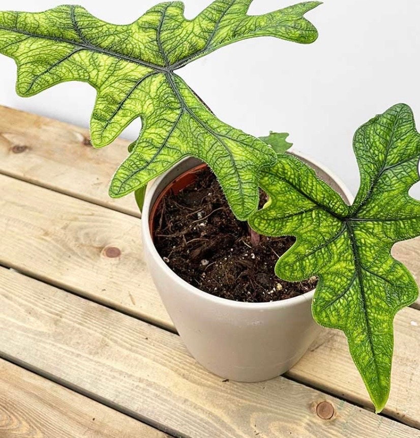 Alocasia Jacklyn Jackie Fuzzy leaf very rare plant in pot USA seller