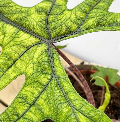 Alocasia Jacklyn Jackie Fuzzy leaf very rare plant in pot USA seller