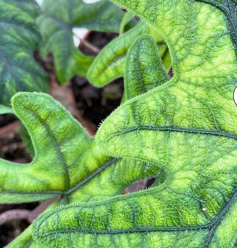 Alocasia Jacklyn Jackie Fuzzy leaf very rare plant in pot USA seller