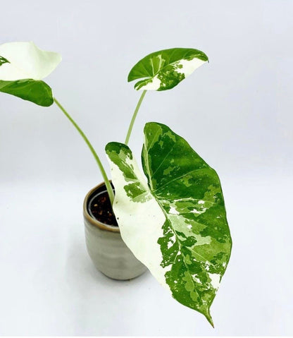 Alocasia Macrorrhiza variegated young plant in 6” pot