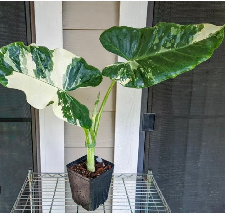 Alocasia Macrorrhiza variegated young plant in 6” pot